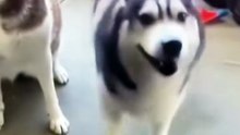 these dogs have better rhythm than us! 🐶