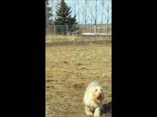 Doc Mia Elettra's Honor Training with Spinoni 🐾 (February 2016)