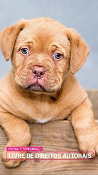 ✅💘Música de relaxamento para seu pet e animais de estimação- Depressão e ansiedade- Fragmentos #85