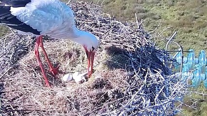 Caméra Cigognes 2025 : Suivi de la Nidification malgré les Défis 🦩