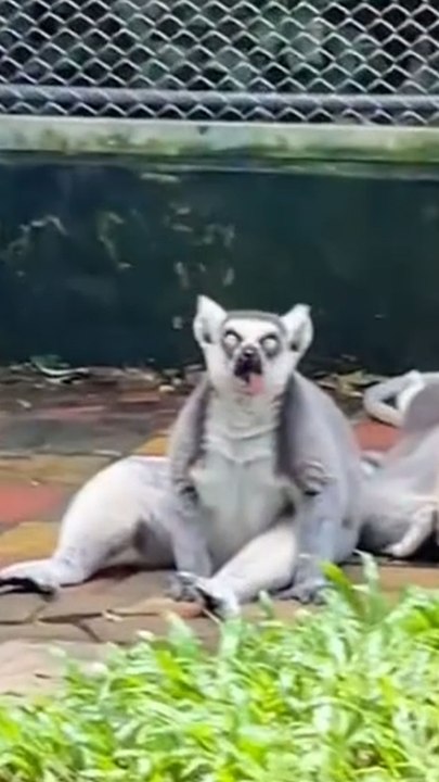 King Julian le camé 💀