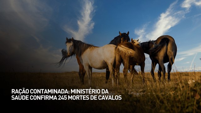Ração contaminada: Ministério da Saúde confirma 245 mortes de cavalos