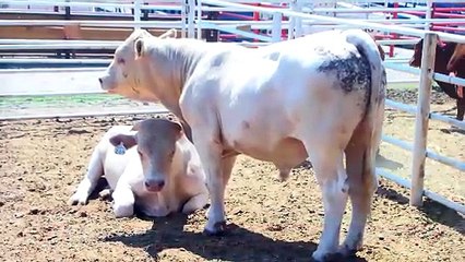 Faltan acciones del Gobierno Federal contra el gusano barrenador