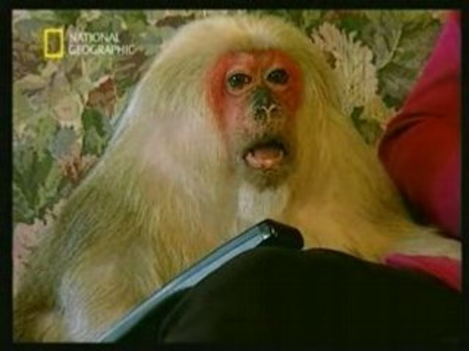 Sarkozy vu par les animaux  ) - Video humour