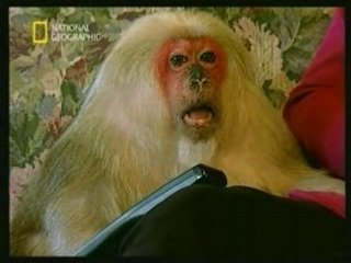 Sarkozy vu par les animaux  ) - Video humour