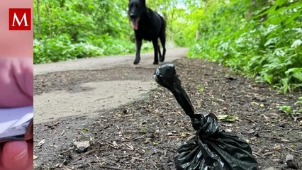 ¿Tienes perro? En CDMX podrías recibir esta multa al pasearlo