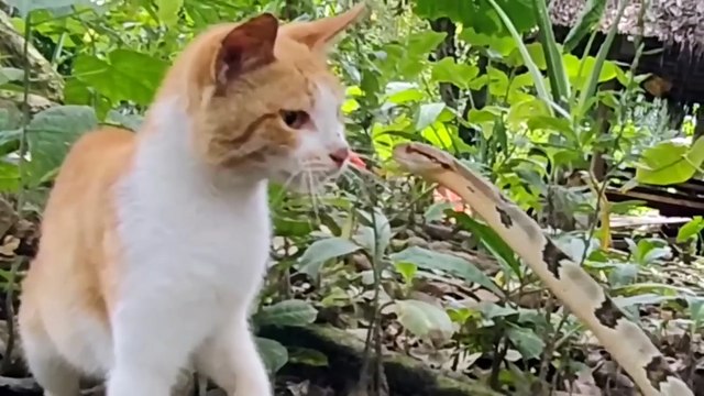 Les Animaux Se Sont Trompés D'adversaire! Duel D'animaux Sauvages!