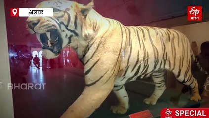 रियासतकाल में अलवर में मिलता था बाघ-बघेरों के शिकार का लाइसेंस, बाघिन को मारने की नहीं थी छूट