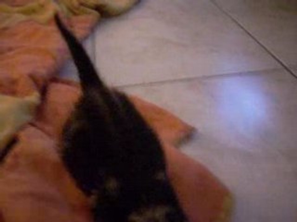 Chaton1