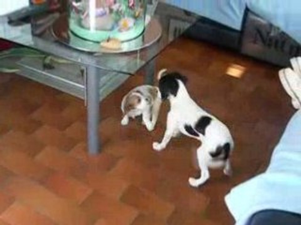 mes chien