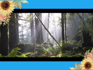 Cinematic Forest - 4K Nature Video Ultra HD