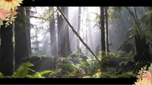 Cinematic Forest - 4K Nature Video Ultra HD