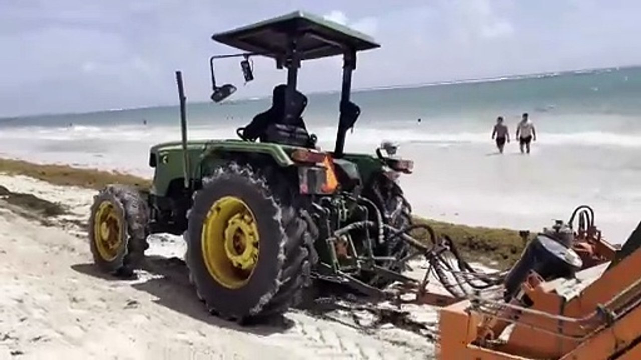 La lucha sin tregua de República Dominicana para limpiar de sargazo sus famosas playas