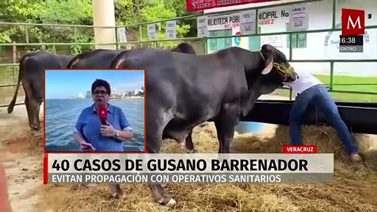 En Veracruz, 40 casos de gusano barrenador fueron reportados por la SEDARPA