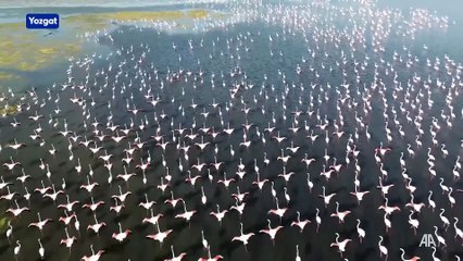 Yozgat'ta flamingolar jandarma ekiplerince korunuyor