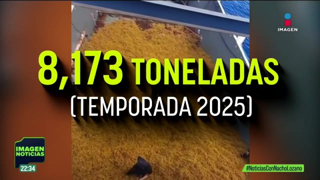 La Marina informó han recolectado más de 8 mil toneladas de sargazo en Quintana Roo