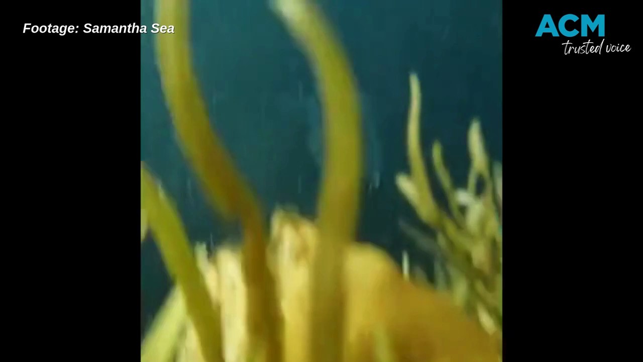 WATCH: Fish swimming under The Bluff jetty on the Fleurieu Peninsula in June 2025.  Video by Samantha Sea