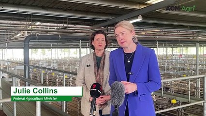 Agriculture ministers reveal details of live sheep transition package