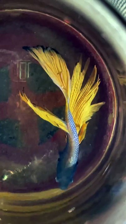 Pets Life #petslife #Viral #Funny #beauty