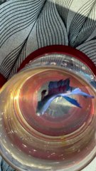 Pets Life #petslife #Viral #Funny #beauty