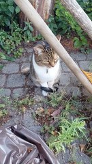 Morning Patrol: Backyard Secured by Cat Officer 😼🚨#funnyfilm #funniestcats