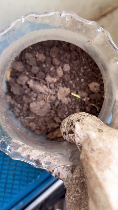 I raise earthworm to make my garden's soil good