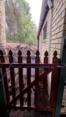 Kangaroo diaries only in Australia 🇦🇺