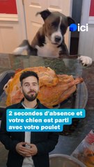 Mon chien vole à table - Les conseils du véto