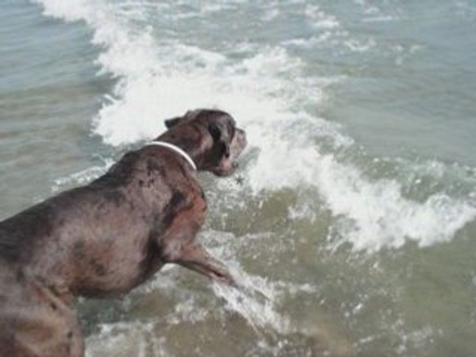 Amabyllis en Camargue ! . . .
