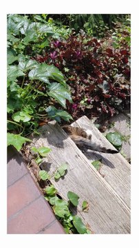 Garden Funny Cats Compilation - Cats on Patrol, Play & Plant Duty! 😻🌿 #funnycats #catlife #cat