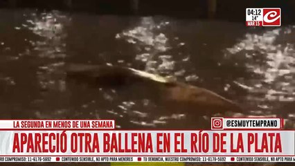 Apareció otra ballena en las costas de la ciudad del Río de La Plata