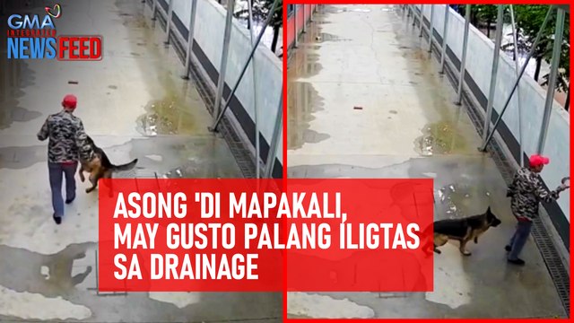 Asong 'di mapakali, may gusto palang iligtas sa drainage | GMA Integrated Newsfeed