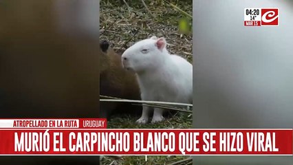 Murió el carpincho blanco que se había hecho viral... ¿qué le pasó?