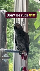 this parrot is hilarious can't stop laughing! 😂