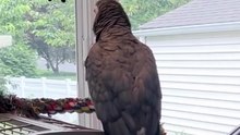 the funniest parrot ever 😂 you won’t believe what it says!