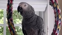 parrot imitates dog 😂laugh out loud guaranteed!