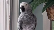 parrot vs alexa 😂 funniest conversation ever!