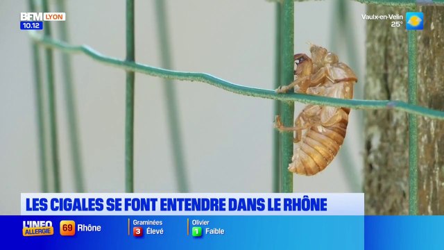 Un air de Provence dans le Rhône avec le son des cigales