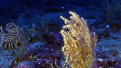 El Programa Pleamar busca devolver al mar su papel ecológico