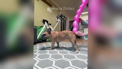 Laugh until you cry with these hilarious animals 😂