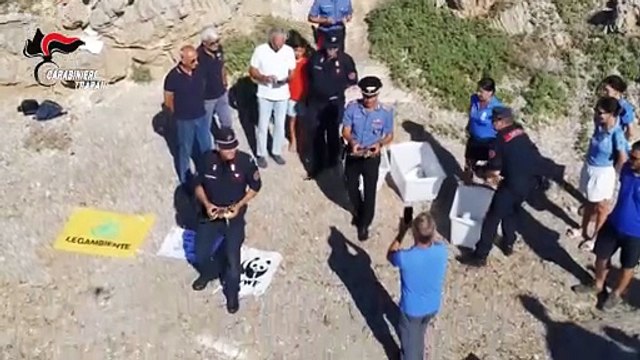 Rilasciate tre tartarughe Caretta caretta