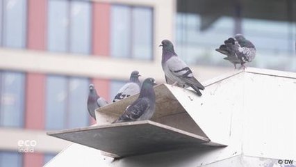 Effective Strategies to Manage Berlin's Pigeon Population 🕊️