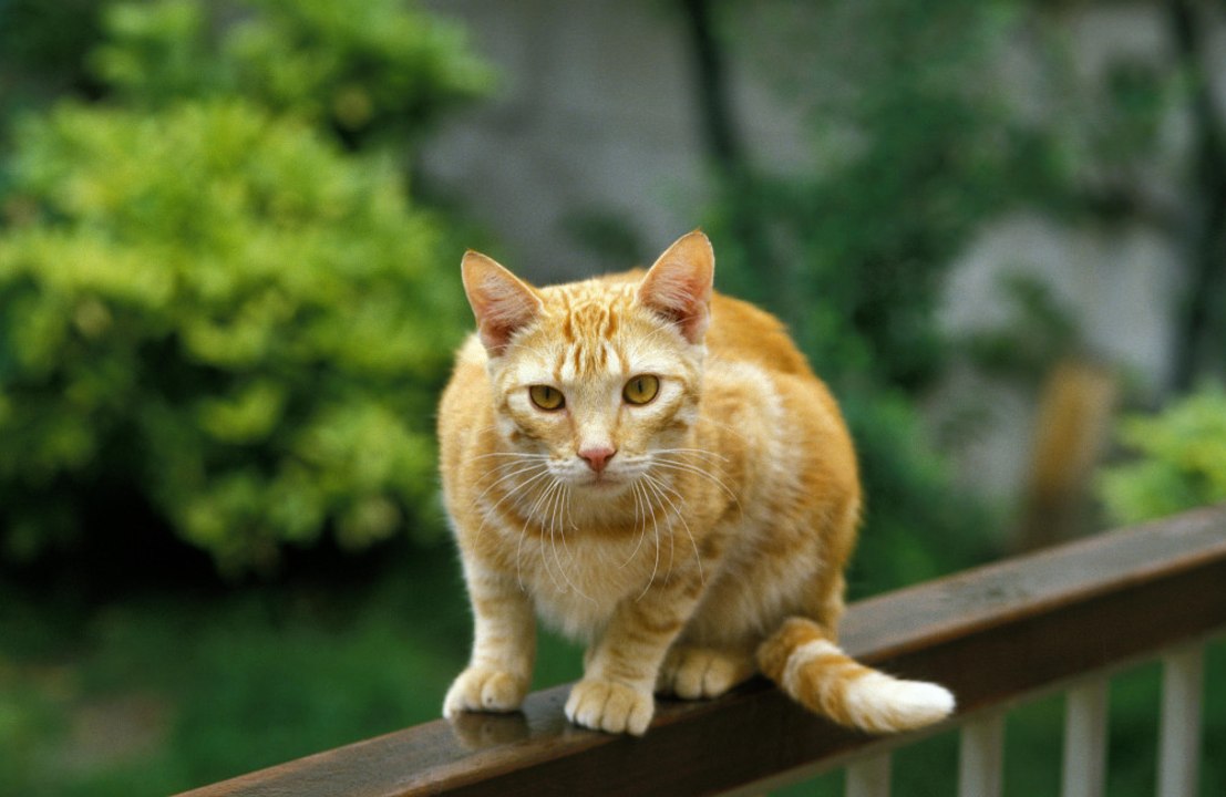 Cats are not curious