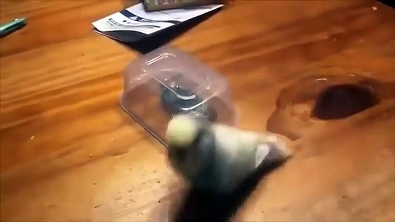 Unusual Memes Compilation V7 | Foxlead