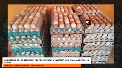 LA POSTURA DE LAS GALLINAS PUEDE DISMINUIR EN INVIERNO Y EN SEMANAS DE MUCHA LLUVIA