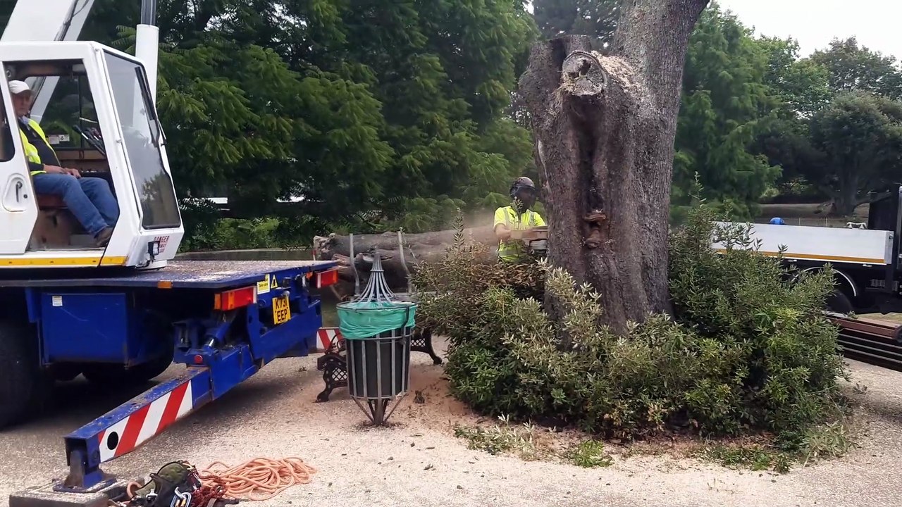 Oak Tree removed from Jephson Gardens (1)