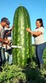 The World Biggest Watermelon Growing in China