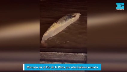 Misterio en el Río de la Plata por otra ballena muerta