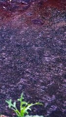 Ventos de Avivamento (Winds of Revival) Comunidade Evangélica Internacional da Zona Sul #louvores