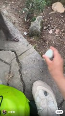 Monkey don't want Black Egg 🥚